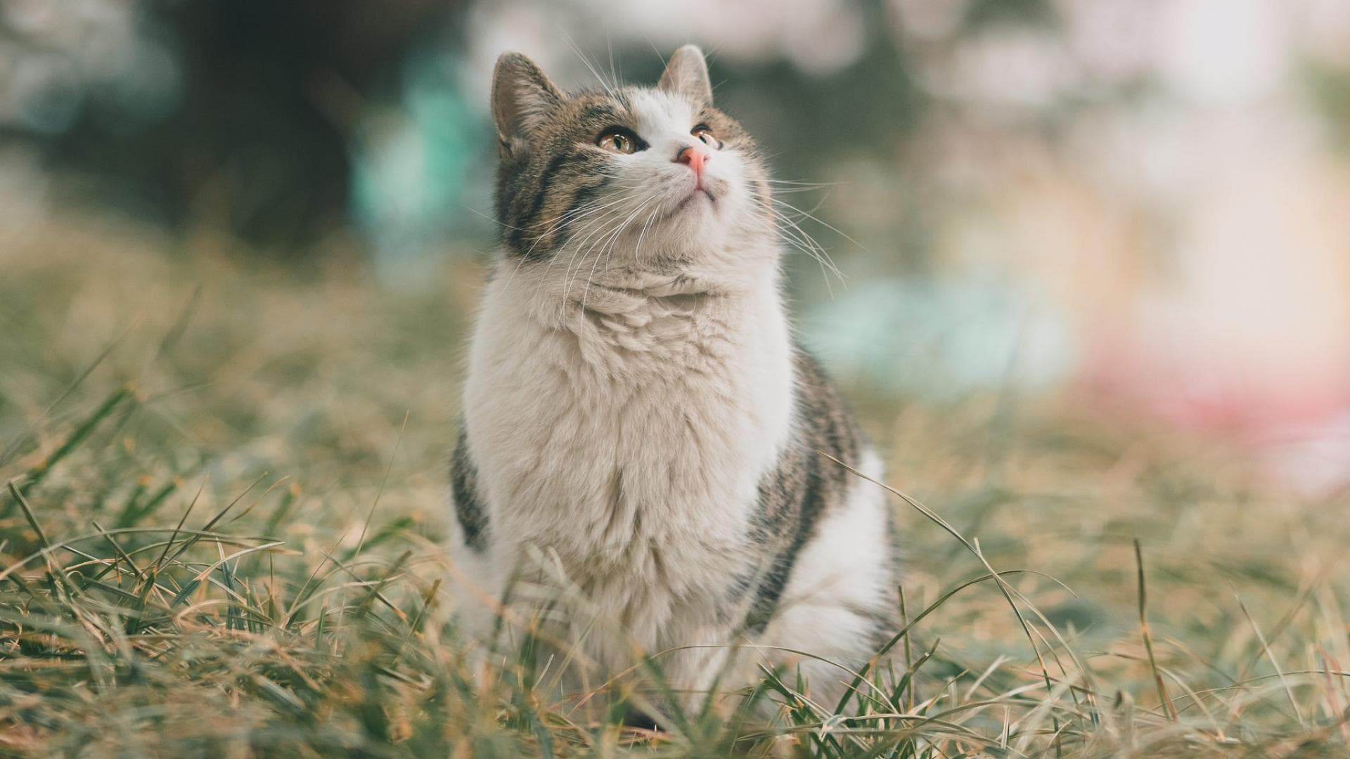 10 Gerüche, die deine Katze überhaupt nicht leiden kann