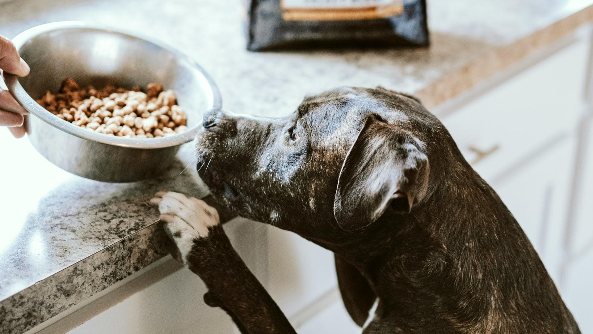 bezug hundebett Sonderangebot: Flocke Bezug aus grauem Kuschelplüsch
