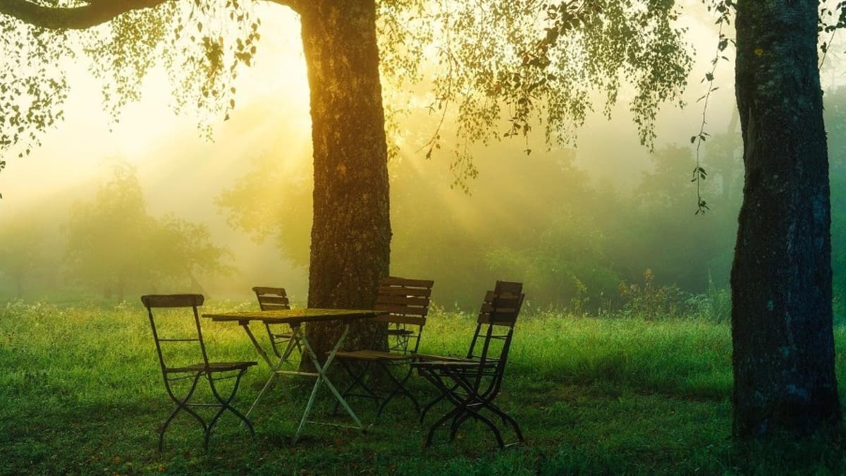 Ein Garten der von Sonnenlicht durchflutet wird