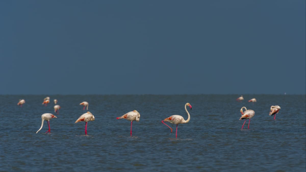 Flamingos in der Camargue in Südfrankreich.