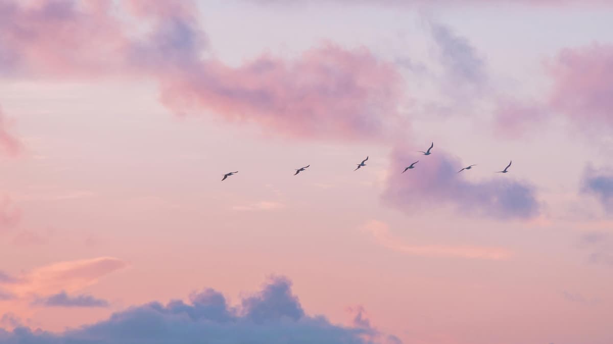 Abendhimmel mit Vögeln