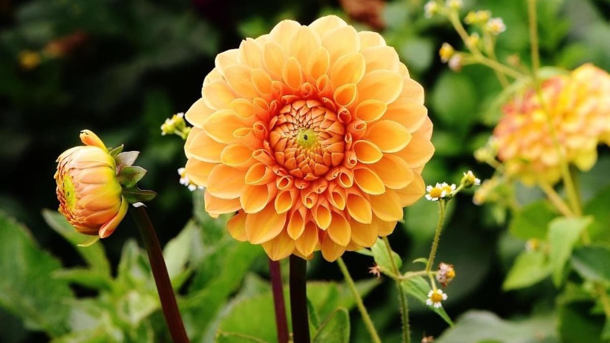 Blühende Blumen im Garten