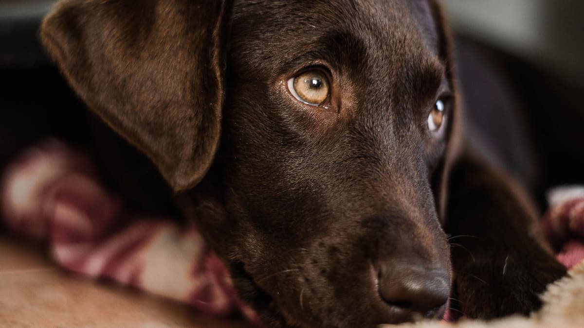 Darum sollten wir unserem Hund NIEMALS in die Augen schauen