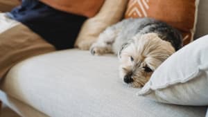 Hund schläft auf Sofa