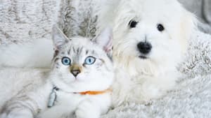 Hund und Katze