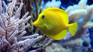 Fisch