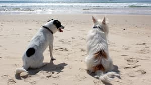 Hunde am Meer