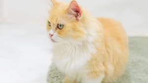 Katze munchkin