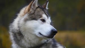 Alaskan Malamute