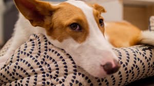 Pharaonenhund