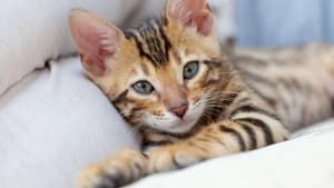 Savanah Katze