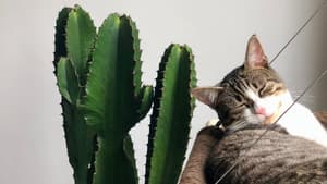 Katze neben Pflanze