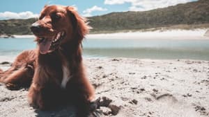 Hund Strand Sommer