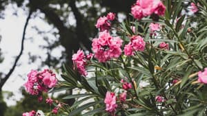 Oleander