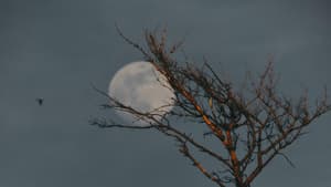 Mond vor kahlem Baum