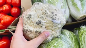 Blumenkohl mit Pilzbefall