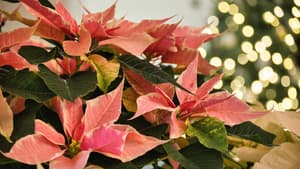 Rosafarbener Weihnachtsstern