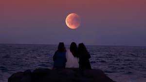 Blumenmond Vollmond