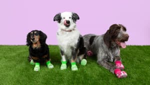 Hunde mit Crocs an den Pfoten