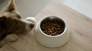 Hund springt am Tisch hoch und guckt in einen Futternapf mit Trockenfutter.