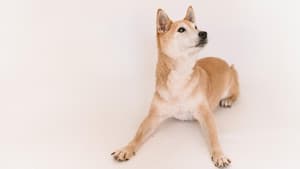 Akita liegt auf dem Boden mit ausgestreckten Pfoten.