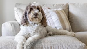Labradoodle liegt auf einem beigen Sofa.