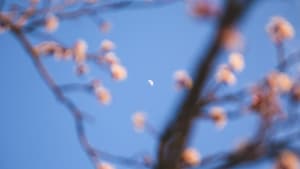 Der Mond scheint durch Frühlingszweige