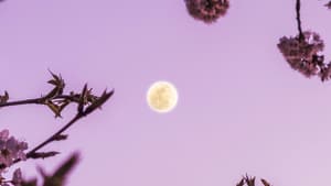 Vollmond vor rosa Himmel