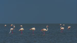 Flamingos in der Camargue in Südfrankreich.