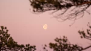 Mond hinter Ästen