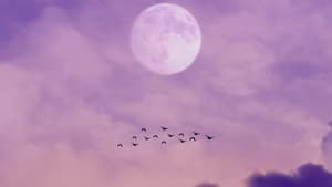 Vollmond mit lila Wolken und Vogelschwarm