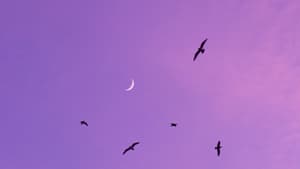 Neumond an lila Abendhimmel