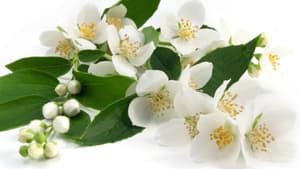 Jasmin Pflanze