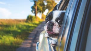 Bulldoge guckt aus dem Autofenster und hält den Kopf heraus.