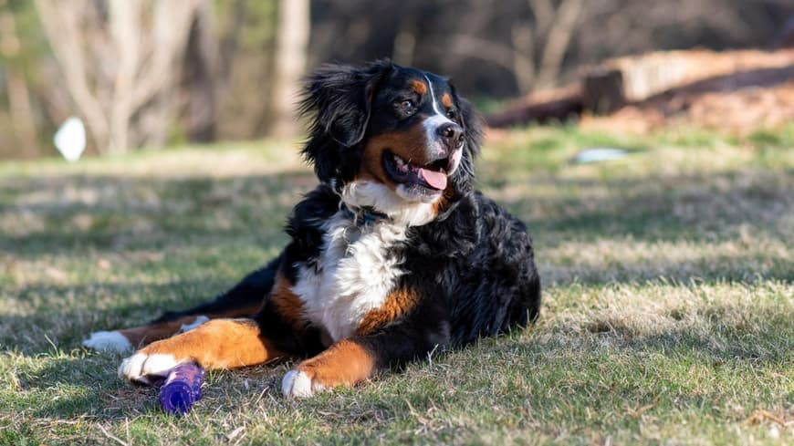 Berner Sennenhund