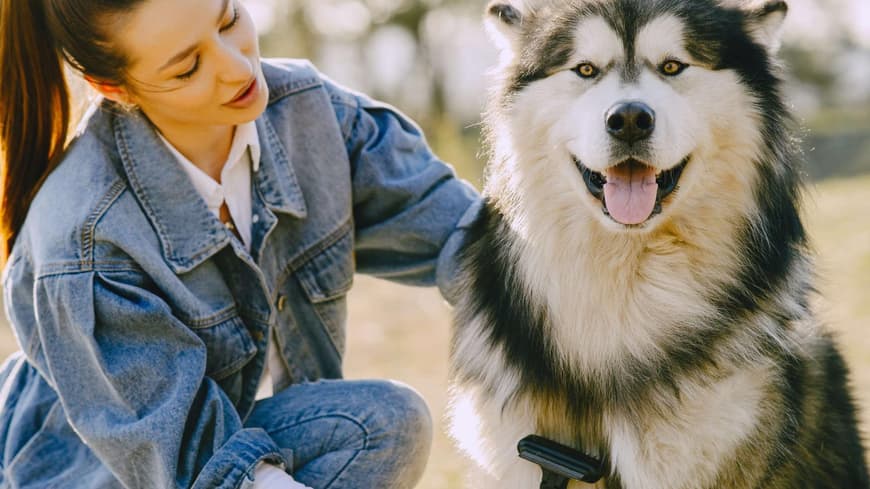 Frau bürstet Husky