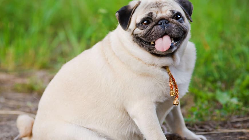 Dicker Mops
