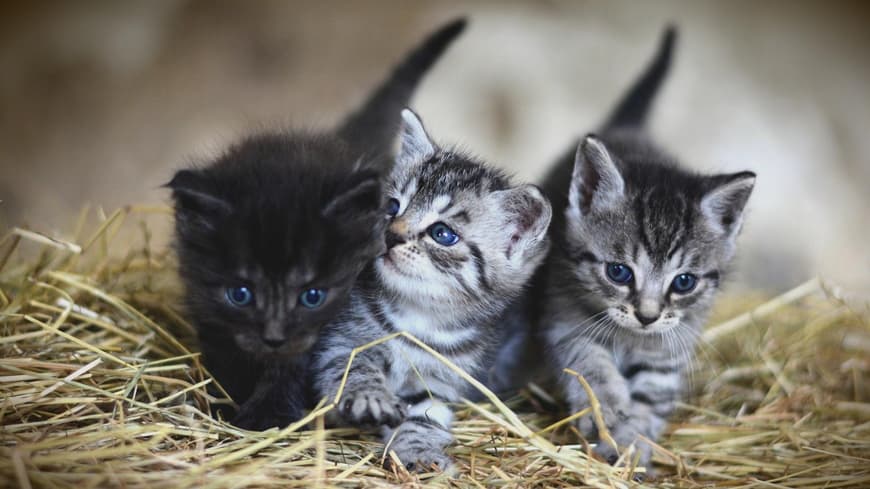 Katzenkinder