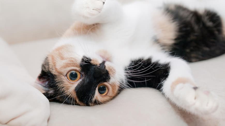 Katzenbabys
