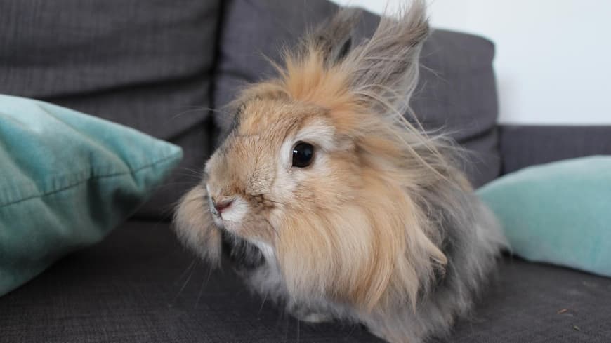 Angora Kaninchen