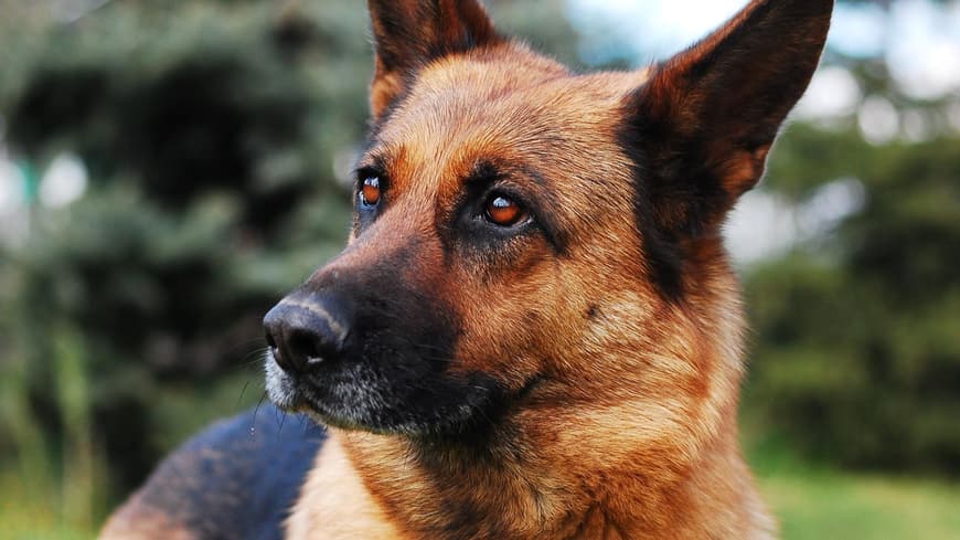 Schäferhund