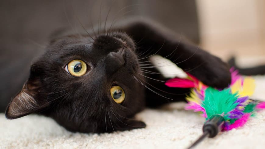 Bombay Katze schwarz
