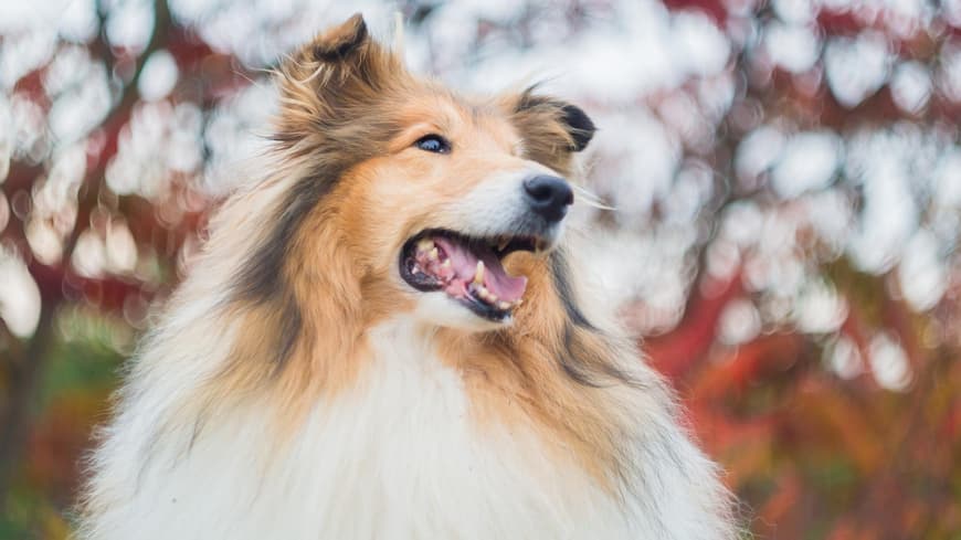 Collie