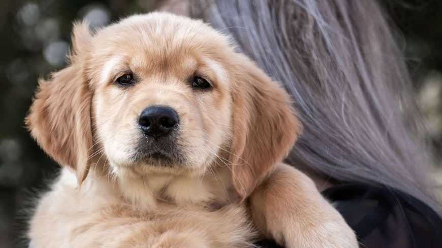 Golden Retriever