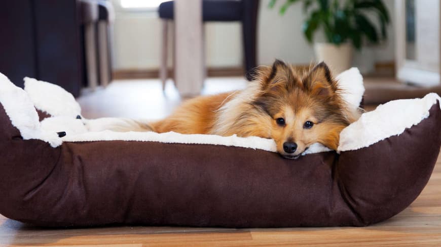 Hund im Hundebett
