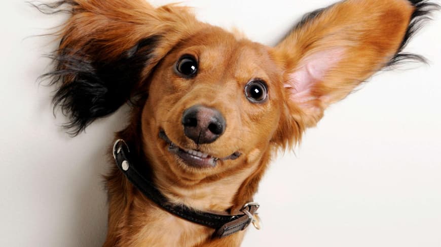 Hund mit langen Ohren