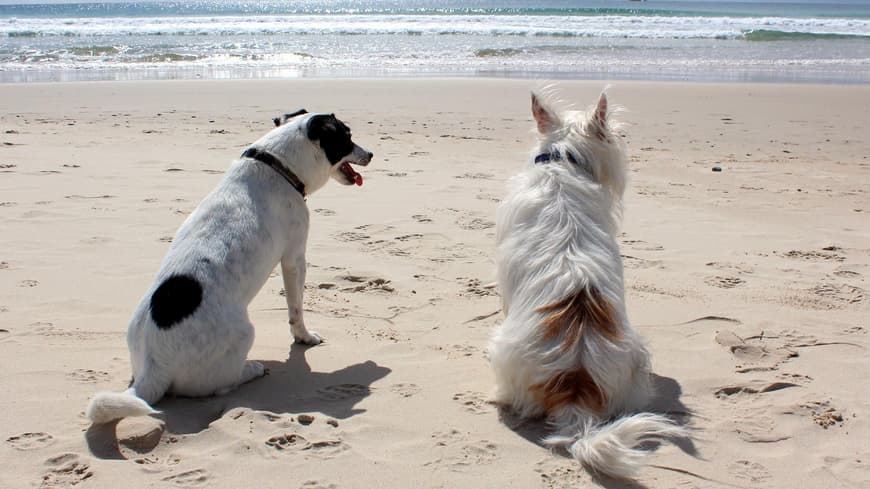 Hunde am Meer