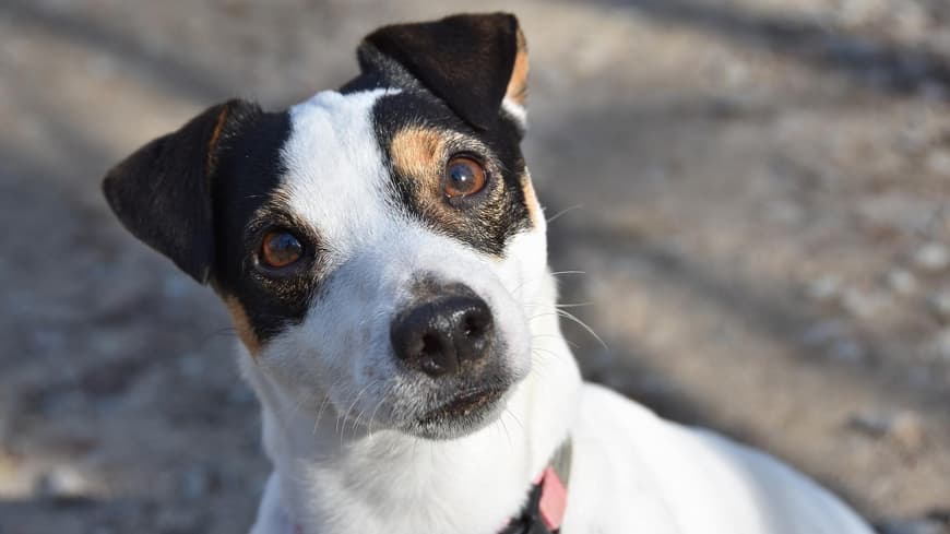Hund Jack Russel
