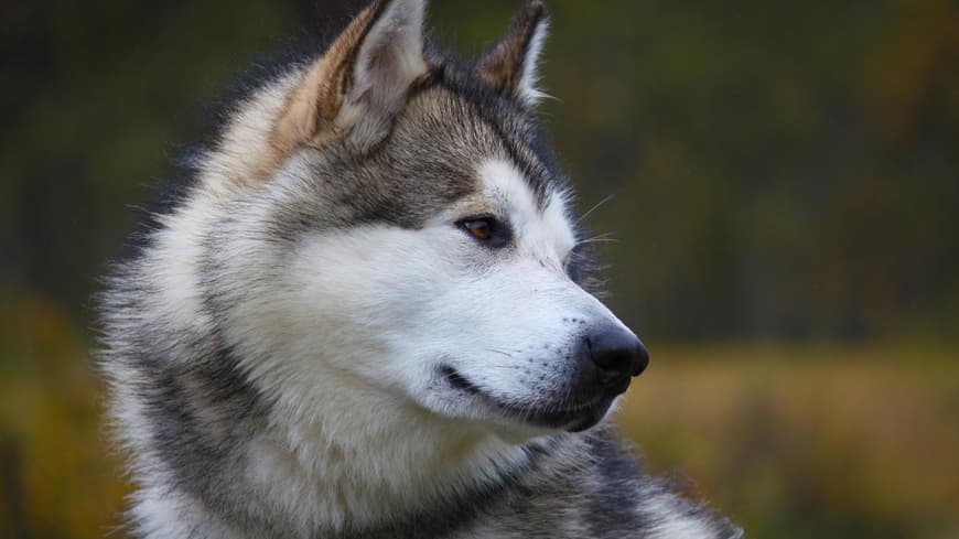 Alaskan Malamute