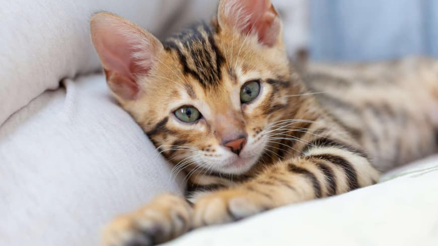 Savanah Katze
